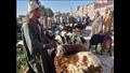 أسواق بيع المواشي والأغنام بمحافظة أسيوط 
