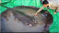 صيد الأسماك: العثور على أكبر سمكة مياه عذبة في الع