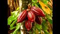 تعد ثمرة الكاكاو المصدر الرئيسي لصناعة الشكولاتة