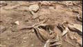  آلاف الهياكل العظمية في مقبرة الحمير