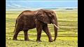 الفيلة تستخدم آذانها تستخدمها كوسيلة للتبريد، إنهم يرفرفون بآذانهم الكبيرة ليس فقط للسماح للرياح بال