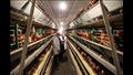  وزير الزراعة يتفقد مشروع إنتاج الدجاج البياض في ا