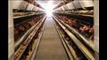  وزير الزراعة يتفقد مشروع إنتاج الدجاج البياض في الإسكندرية