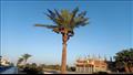 أشجار النخيل تزين الشوارع بجنوب سيناء (13)