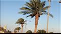 أشجار النخيل تزين الشوارع بجنوب سيناء (15)