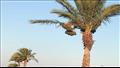 أشجار النخيل تزين الشوارع بجنوب سيناء (24)
