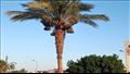 أشجار النخيل تزين الشوارع بجنوب سيناء (2)