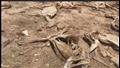مقبرة جديدة للحمير في قرية دمشقين التابعة لمركز الفيوم