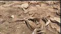 مقبرة جديدة للحمير في قرية دمشقين التابعة لمركز الفيوم