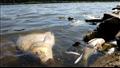 تطفو آلاف الأسماك النافقة فوق مياه نهر أودير