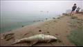 الطحالب السامة قتلت الأسماك في نهر أودر