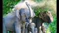  بالفيديو.. مجموعة فيلة تنقذ ابنها بعدما سقط في بركة ماء بطريقة رائعة