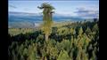 شجرة هايبيريون يتراوح عمرها بين 600 و800 سنة