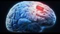 المخ البشري 