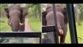 فيل غاضب يطارد سيارة سفاري