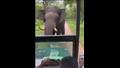 فيل غاضب يطارد سيارة سفاري 