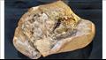 اكتشاف أقدم قلب في العالم عمره 380 مليون سنة 