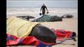 موت جماعي غامض.. صور محزنة لمجزرة الحيتان في أستراليا