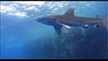 "بيت القرش" في مرسى علم.. 10 صور ترصد ظهور القرش الأبيض في البحر الأحمر