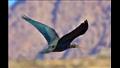 رصد طائر أبومنجل بمحمية سانت كاترين  (8)