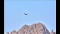 رصد طائر أبومنجل بمحمية سانت كاترين  (5)