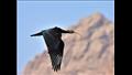 رصد طائر أبومنجل بمحمية سانت كاترين  (3)