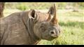 وحيد القرن مهدد بالانقراض