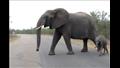 أنثى فيل تحمي ابنها من الاقتراب من السياح