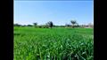وكيل وزارة الزراعة بجنوب سيناء يتابع زراعات القمح (4)