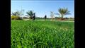 وكيل وزارة الزراعة بجنوب سيناء يتابع زراعات القمح (2)