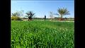 وكيل وزارة الزراعة بجنوب سيناء يتابع زراعات القمح (3)