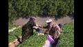 حصاد الفراولة بمحافظة القليوبية