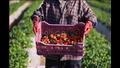 حصاد الفراولة بمحافظة القليوبية