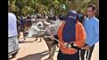 الزراعة توزيع رؤوس ماشية مجانا على السيدات الأكثر احتياجا في أسوان (6)