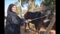 الزراعة توزيع رؤوس ماشية مجانا على السيدات الأكثر احتياجا في أسوان (7)