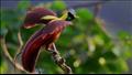 طائر الجنة يعيش في جزر غينيا الجديدة