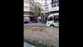 زراعة أشجار بشوارع الإسكندرية