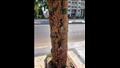 شجرة مصابة بمدينة أسوان