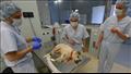 ''مرض غامض يصيب الكلاب''.. هل هو بداية جائحة جديدة - وقد ينتقل للإنسان؟