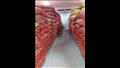 مشروع مكافحة وحصر العفن البني في البطاطس (5)