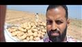 مشروع مكافحة وحصر العفن البني في البطاطس (3)
