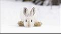 الأرنب ذو الحذاء الثلجي.. دينا سفينسون