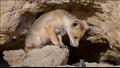 skynews-fox-shrew-wildlife-photographer_6375446