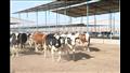 وزير الزراعة ومحافظ الشرقية يطلقان مبادرة تمويل رؤوس الأبقار الحلاب (11)
