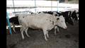 وزير الزراعة ومحافظ الشرقية يطلقان مبادرة تمويل رؤوس الأبقار الحلاب (1)