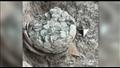 مخبأ للعملات المعدنية في ضريح بوذي قديم في باكستان