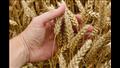 زراعة محصول القمح