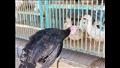 سوق الطيور في سوهاج (3)