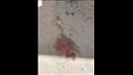 طعنة غدر في الرقبة قتلت المؤذن.. ماذا جرى على باب مسجد الحجار بالإسكندرية؟- فيديو وصور 