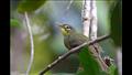دسكى تتراكا واحد من 40 طائرا مهدد بالانقراض في مدغشقر
